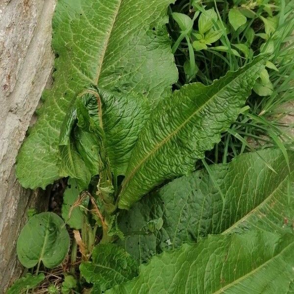 Rumex obtusifolius Deilen