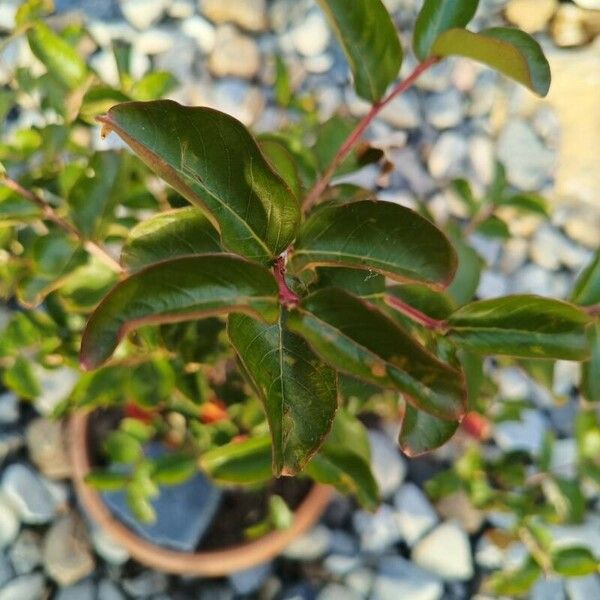 Lagerstroemia indica List