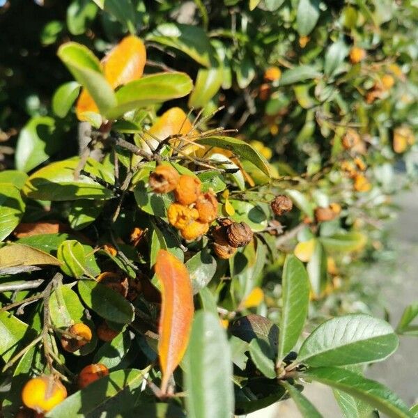 Pyracantha crenulata Fruit