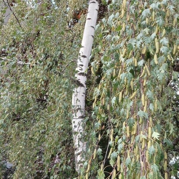 Betula pendula موطن