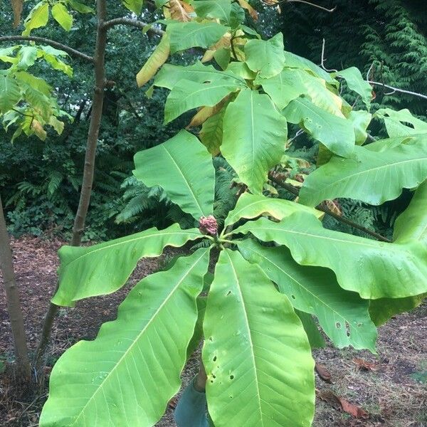 Magnolia tripetala Φύλλο