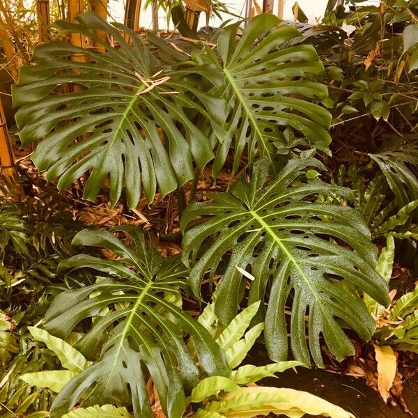 Monstera deliciosa Φύλλο