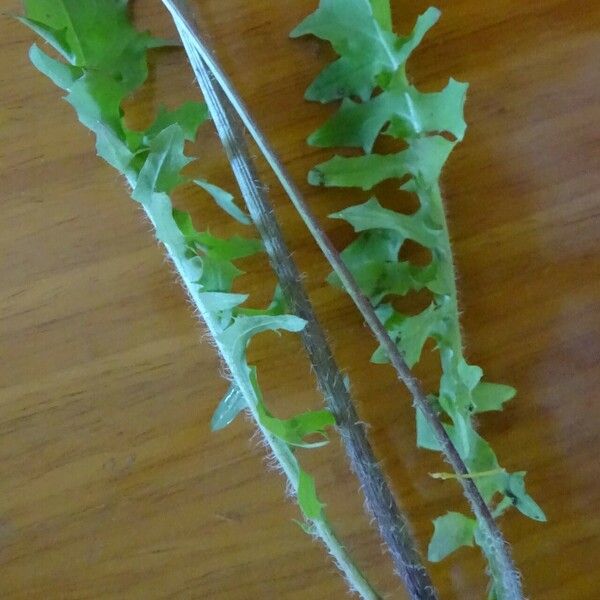 Crepis apula Blad