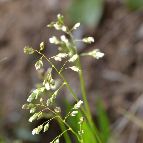 Anthoxanthum nitens Květ