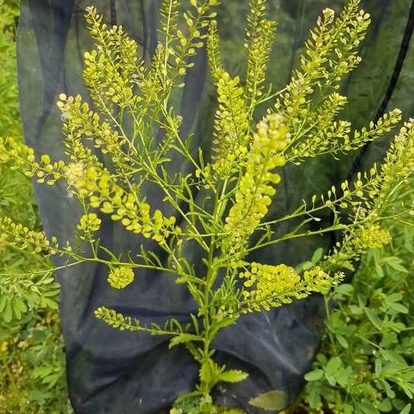 Lepidium ruderale Fruit