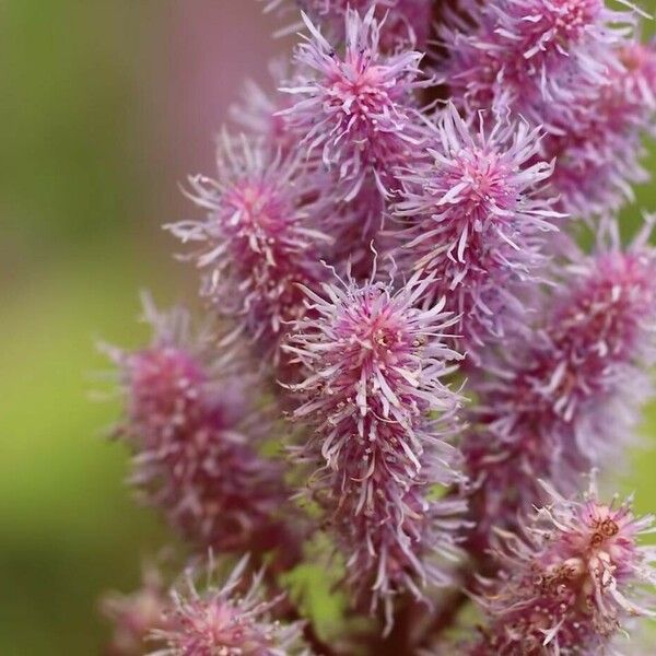 Astilbe rubra Çiçek