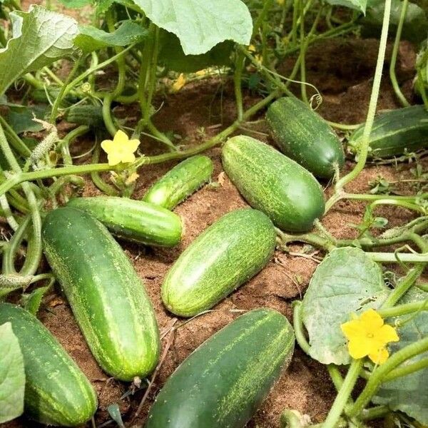 Cucumis sativus পাতা