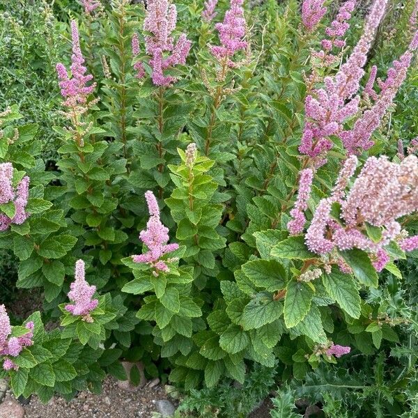 Spiraea tomentosa Staniste