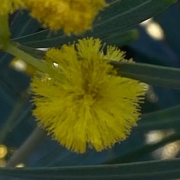 Acacia saligna Blomst