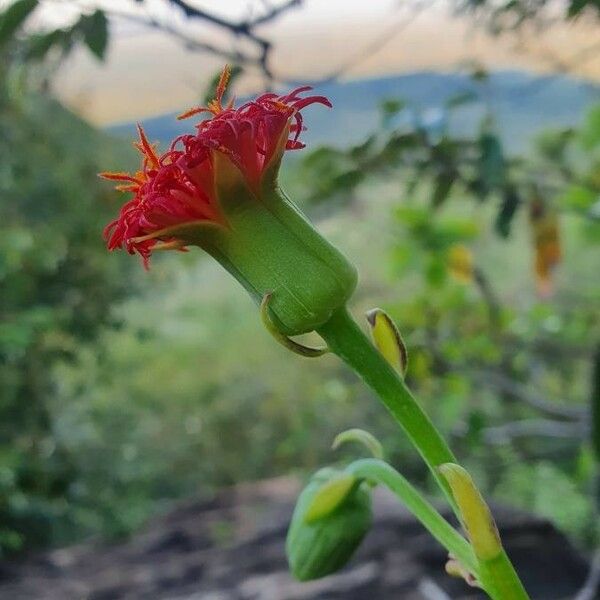 Kleinia abyssinica Цвят