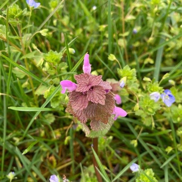 Lamium hybridum Çiçek