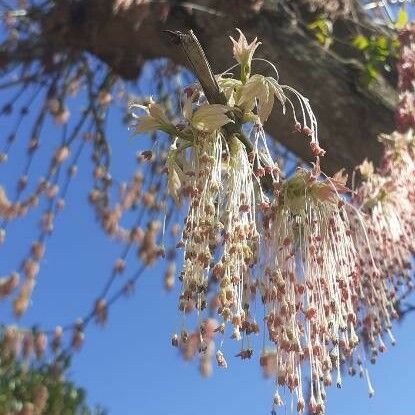 Acer negundo Flower