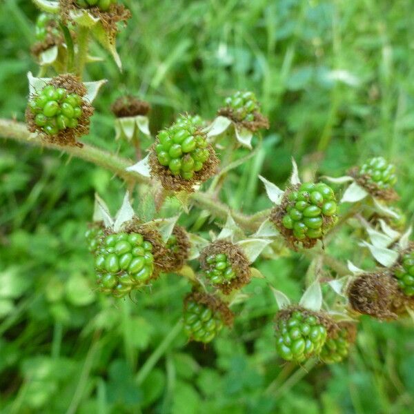 Rubus koehleri Arall