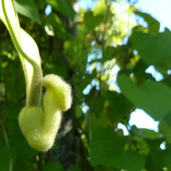 Aristolochia tomentosa Fiore