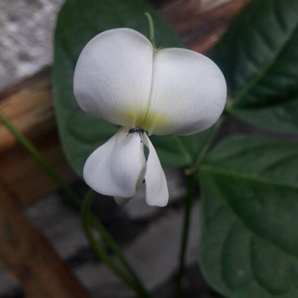 Vigna unguiculata Fiore