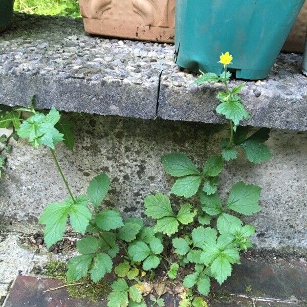 Geum urbanum অভ্যাস