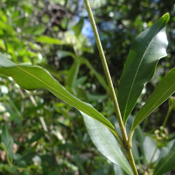 Chionanthus ramiflorus Blatt