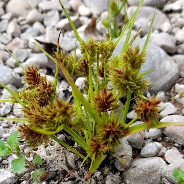 Cyperus squarrosus Habitatea