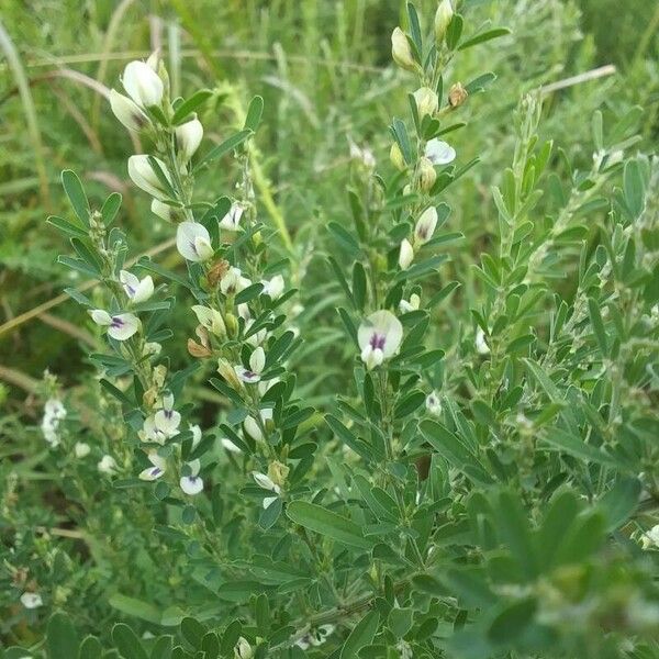 Lespedeza cuneata Flower