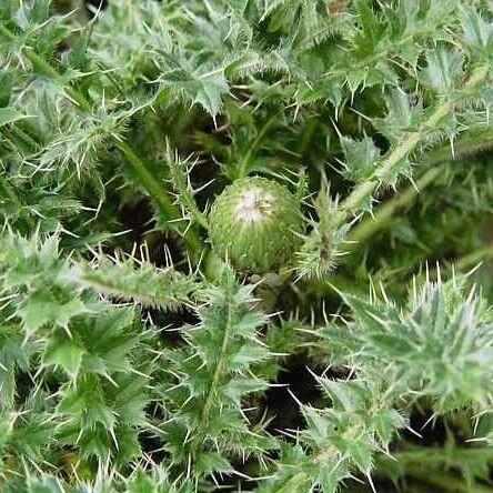 Cirsium eriophorum Yaprak