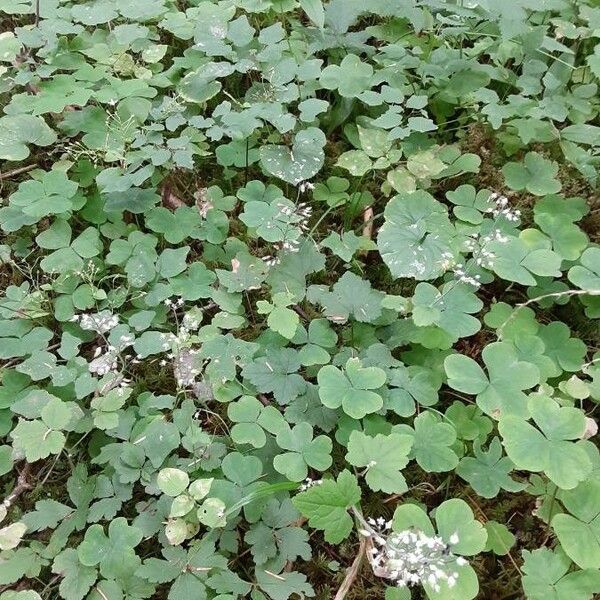 Tiarella trifoliata 葉