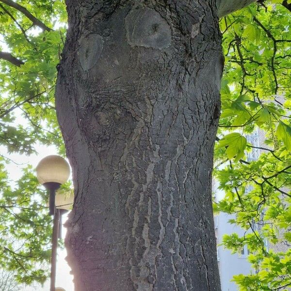 Acer pseudoplatanus Coajă