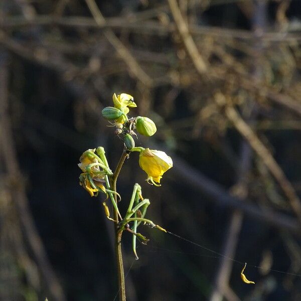 Senna occidentalis Квітка