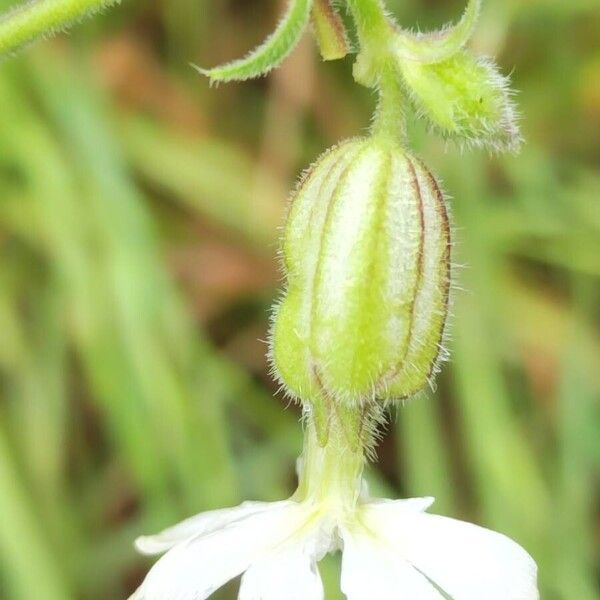 Silene dichotoma Blomma