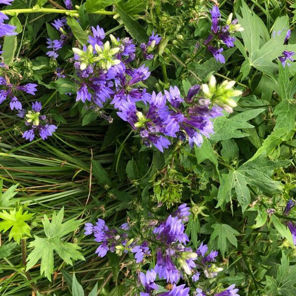 Lobelia siphilitica Blüte