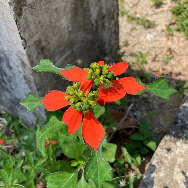 Euphorbia heterophylla Kukka