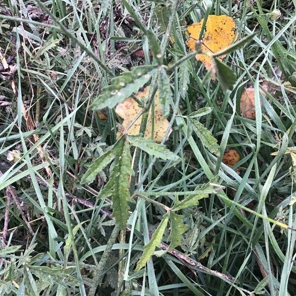 Althaea cannabina ഇല