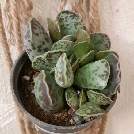 Adromischus cooperi Leaf