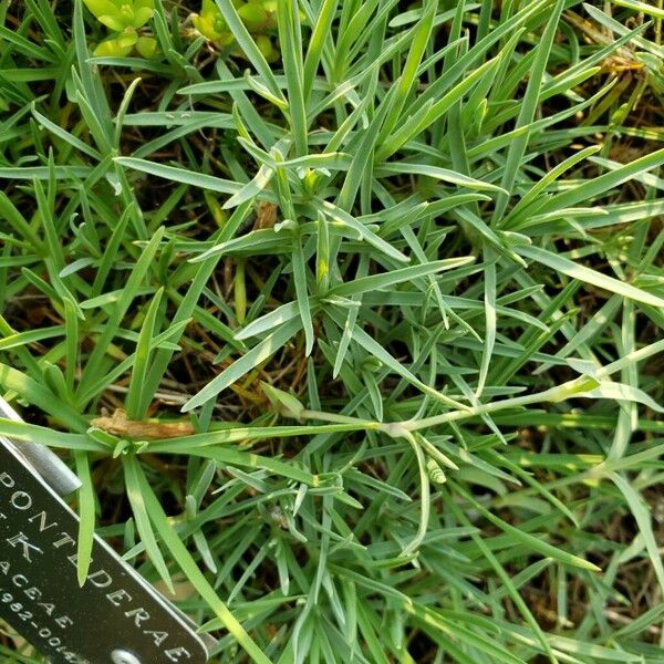 Dianthus plumarius Folio