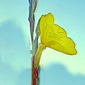 Oenothera stricta Blüte