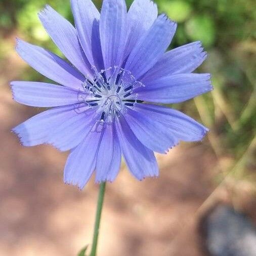 Cichorium endivia പുഷ്പം