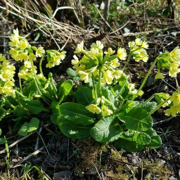 Primula elatior Flor