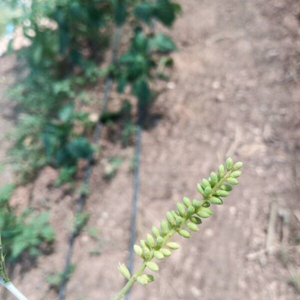 Prosopis farcta Floro