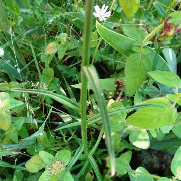 Campanula persicifolia Folha