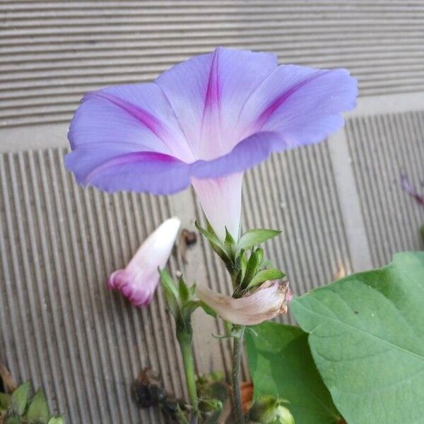 Ipomoea purpurea Lorea