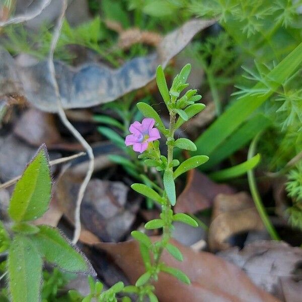 Lythrum hyssopifolia 花