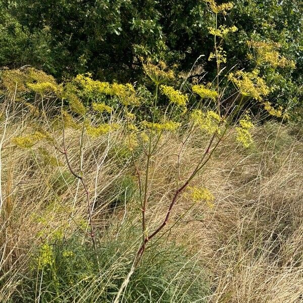 Peucedanum officinale 花