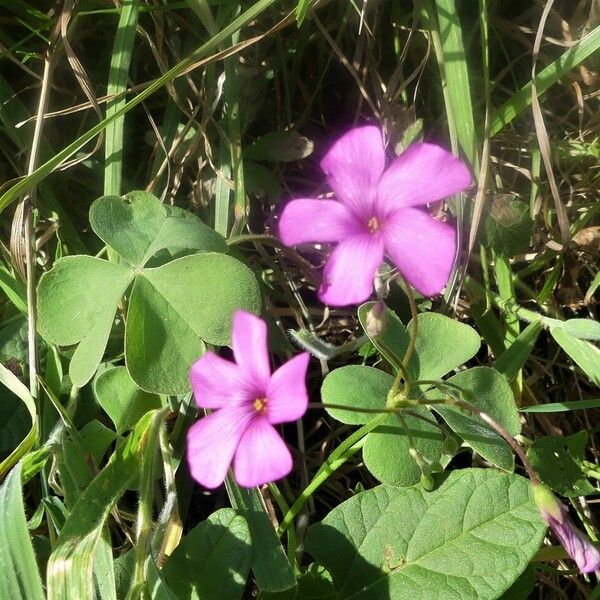 Oxalis articulata 花