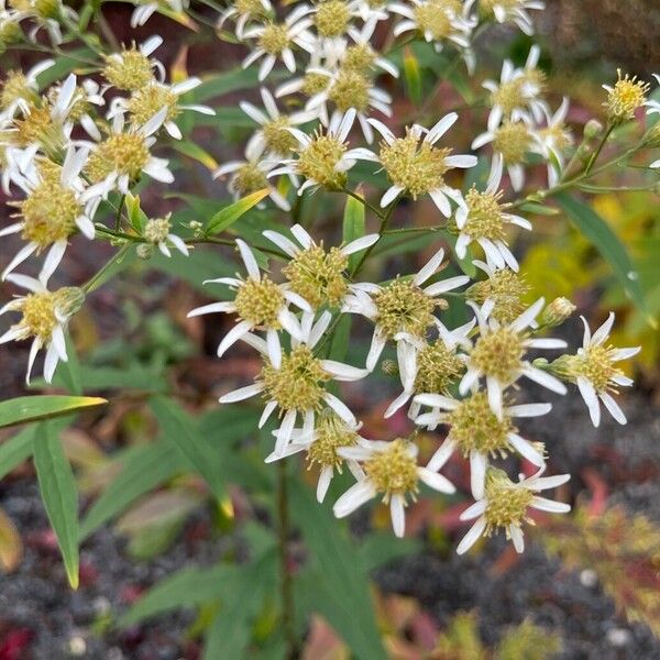 Doellingeria umbellata Fiore