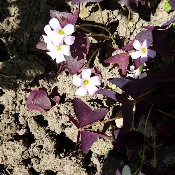 Oxalis triangularis (Wood sorrel)