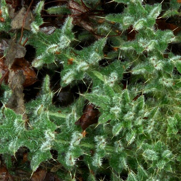 Cirsium vulgare Levél