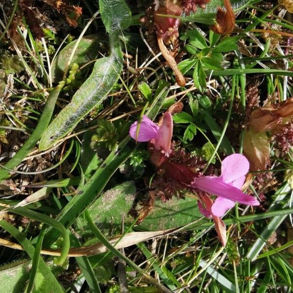 Pedicularis sylvatica 花