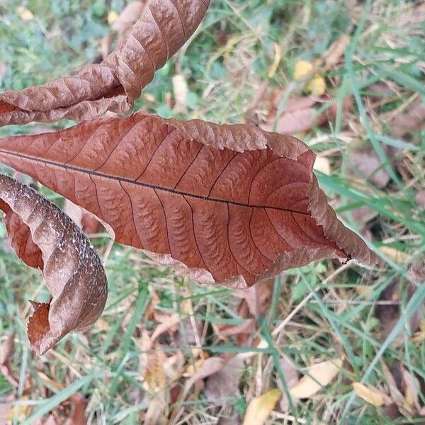 Carya ovata Φύλλο