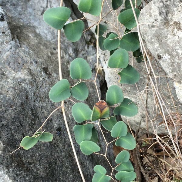 Hemionitis ovata Tervik taim