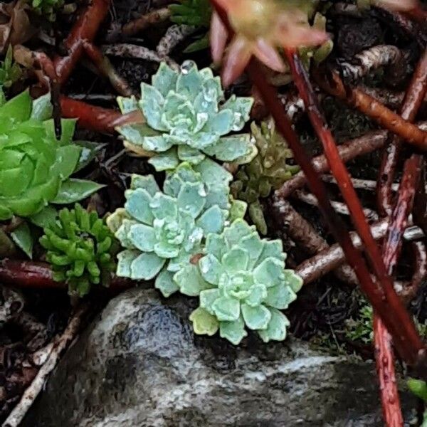 Saxifraga paniculata Leht