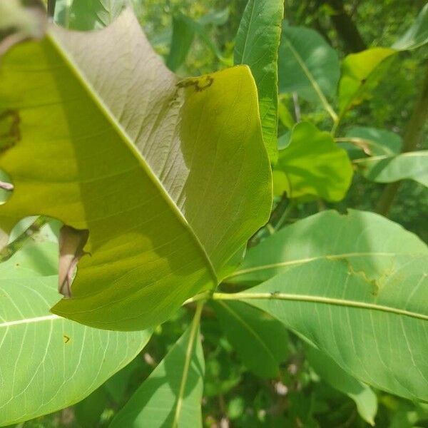 Terminalia macroptera Leaf
